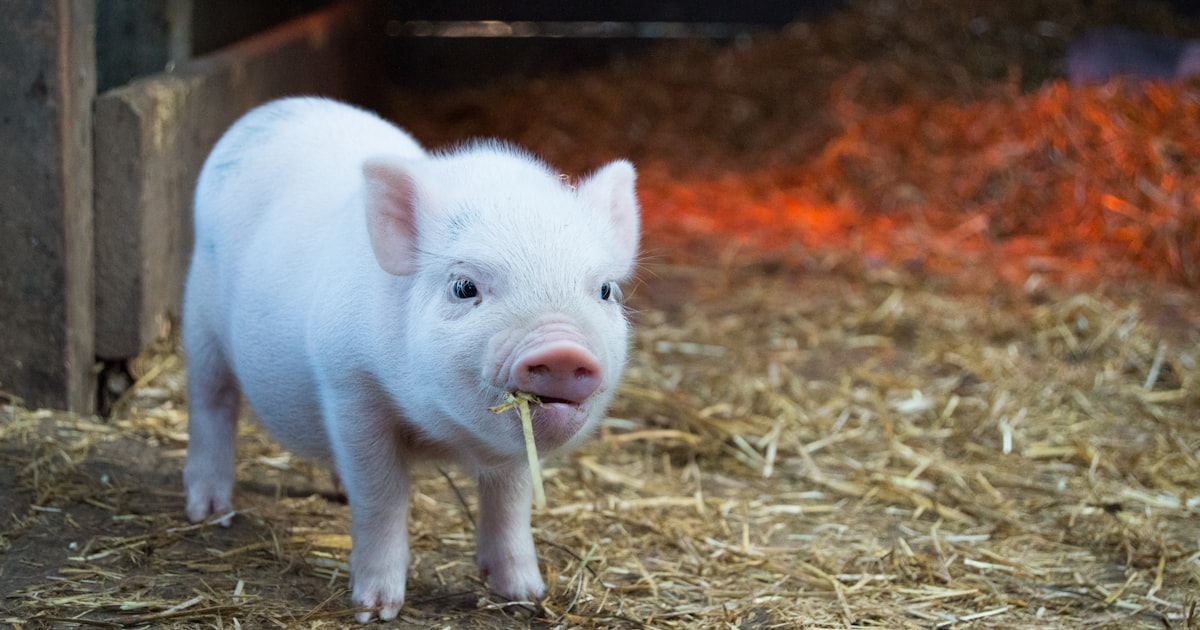 ปลูกพืชแซมในสวนยาง — เพิ่มรายได้ก่อนเปิดกรีด 50,000 บาท/ไร่